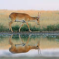 Saiga-Antilope © iStock / GettyImages