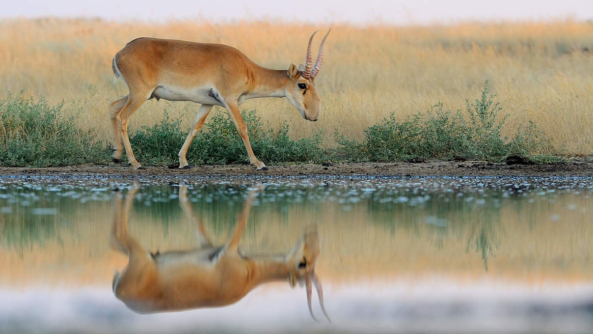 Saiga-Antilope © iStock / GettyImages