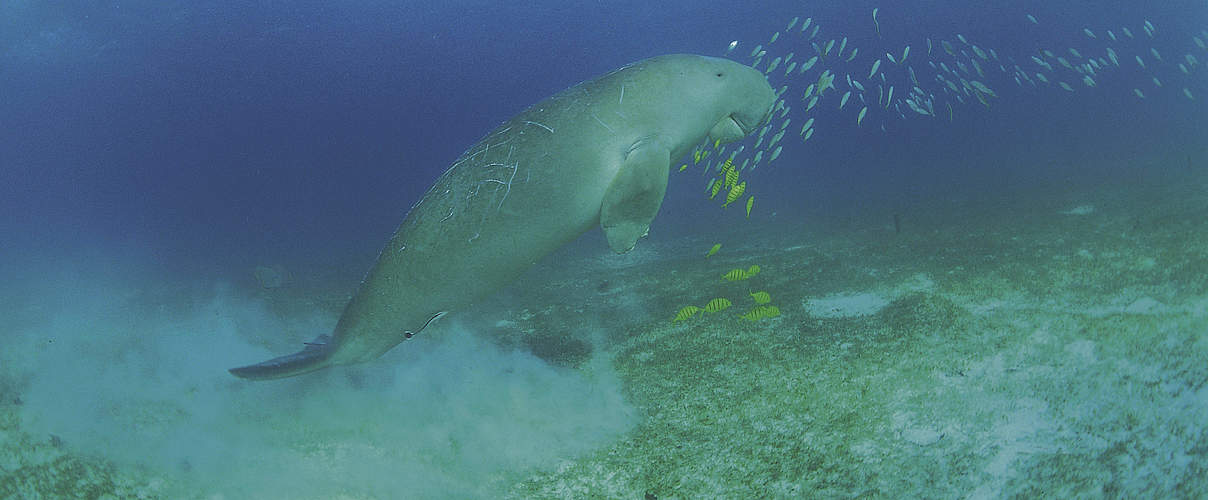Seekuh © Jürgen Freund / WWF