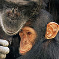 Schimpanse © Andy Rouse / naturepl.com / WWF