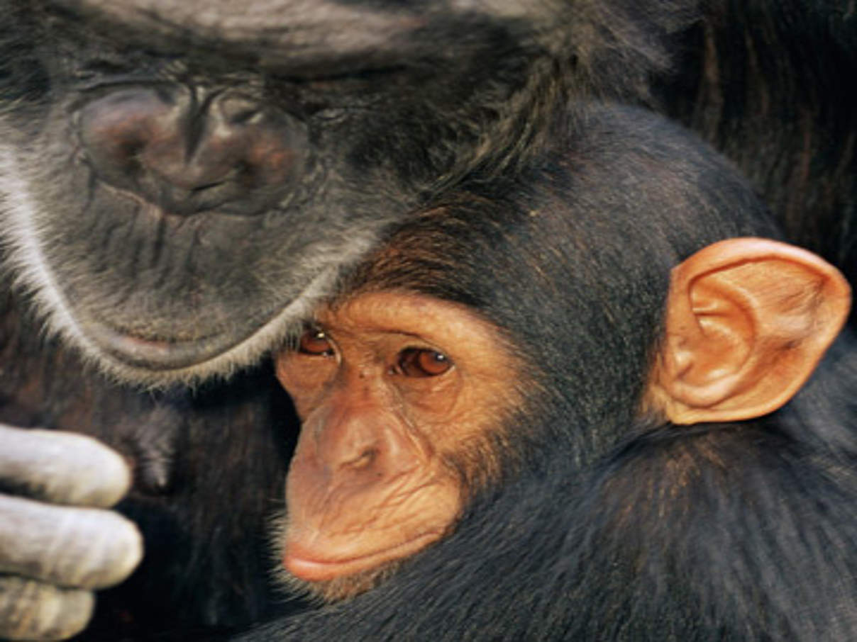 Schimpanse © Andy Rouse / naturepl.com / WWF