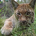 350 Luchs Nahaufnahme Video Startbild c WWF