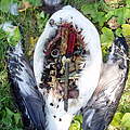 Albatros durch Plastik getötet © Claire Fackler / NOAA National Marine Sanctuaries / Marine Photobank