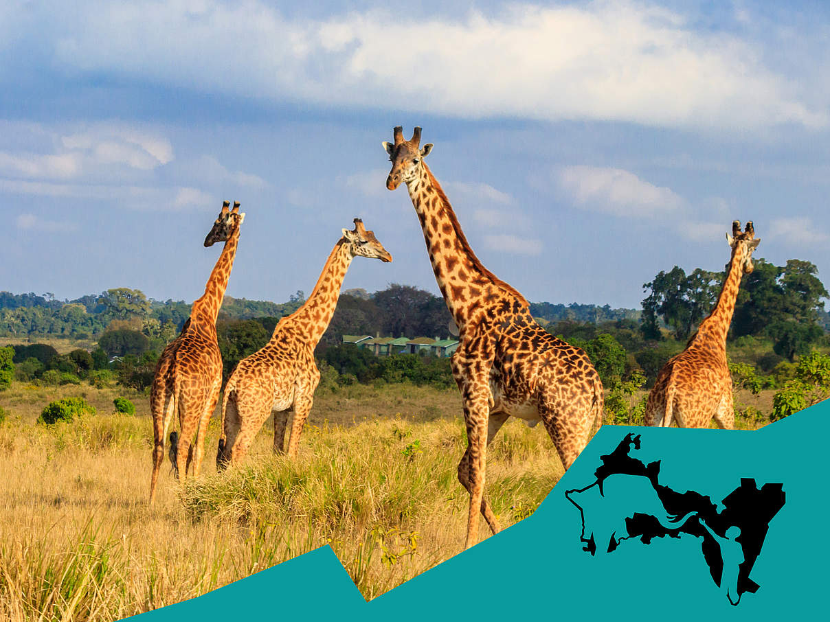 Giraffen in Tansania © OlyaSolodenko / iStock / Getty Images