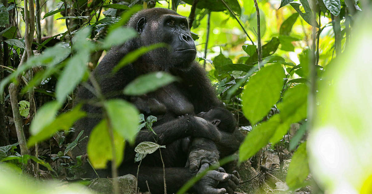 Zu Besuch bei den Gorillas in DzanghaSangha WWF