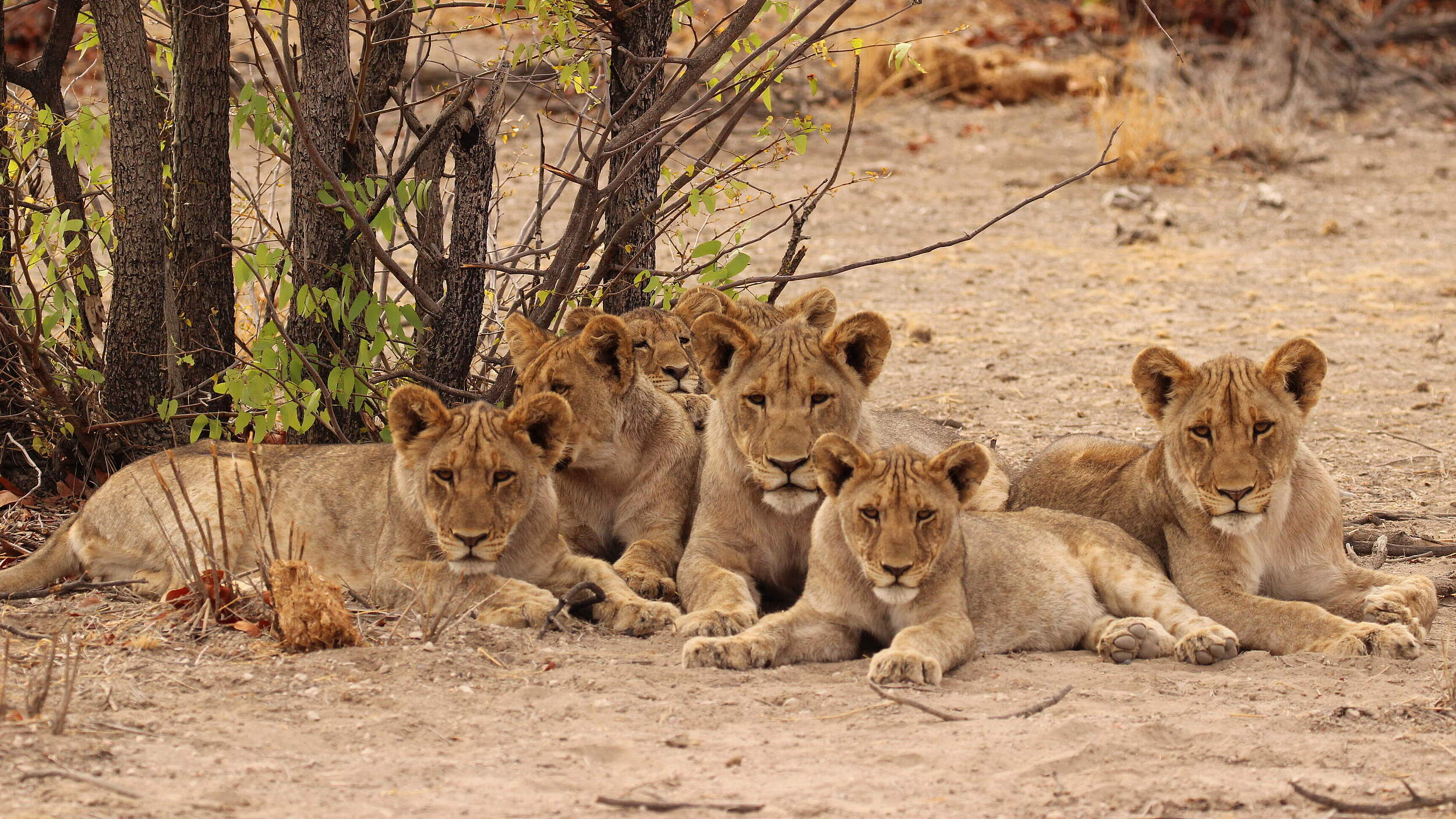 Löwen in Namibia © Tania Curry / WWF-US