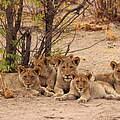 Löwen in Namibia © Tania Curry / WWF-US