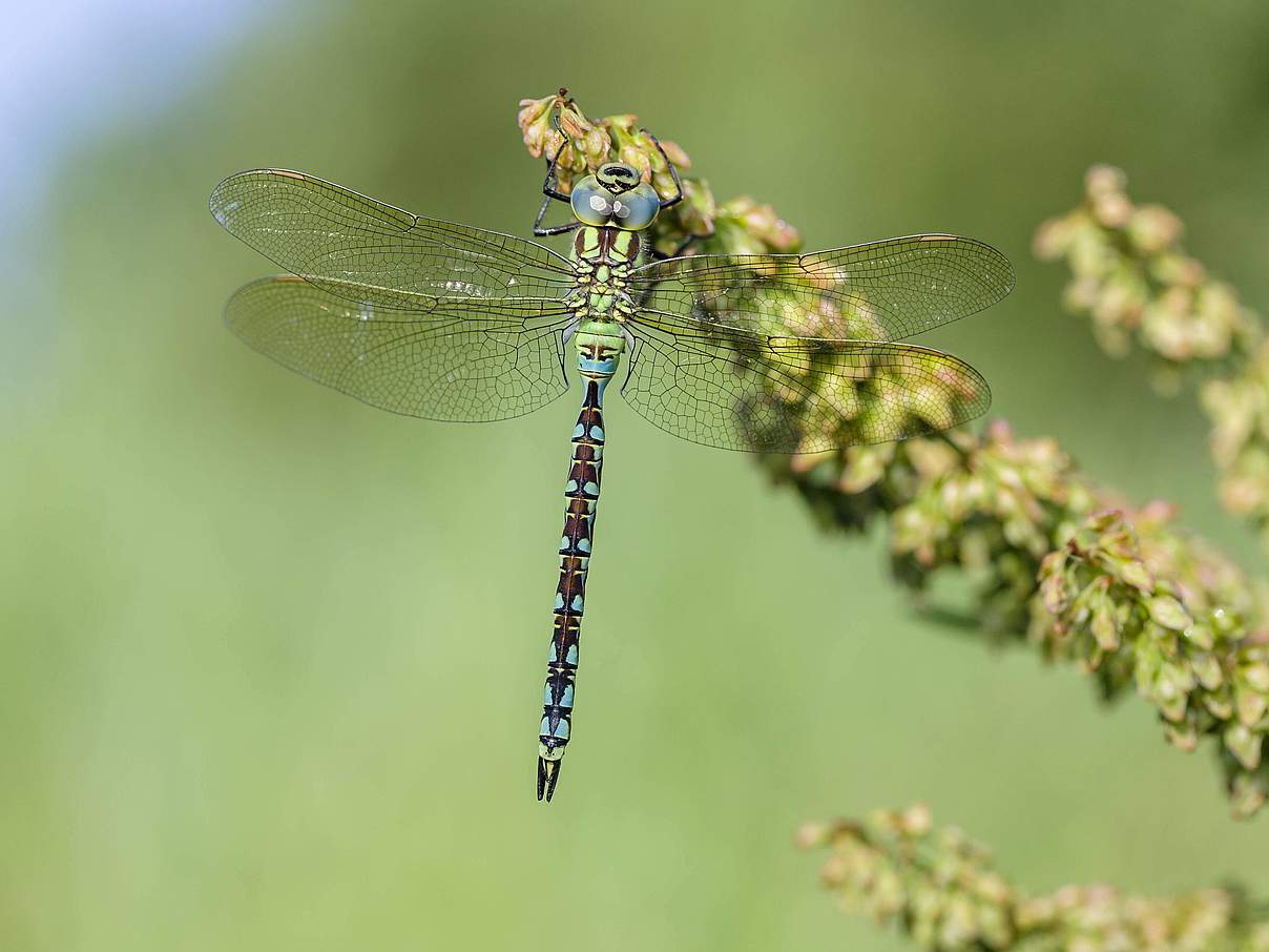 Grüne Mosaikjungfer © Alex Huizinga / imago images / Nature in Stock