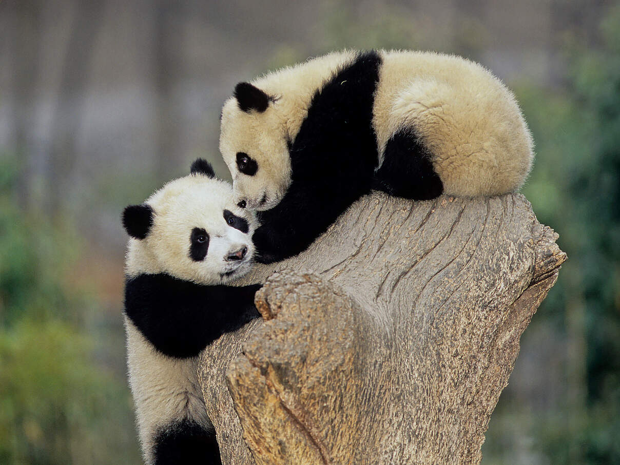 Pandas © Roberto Dani