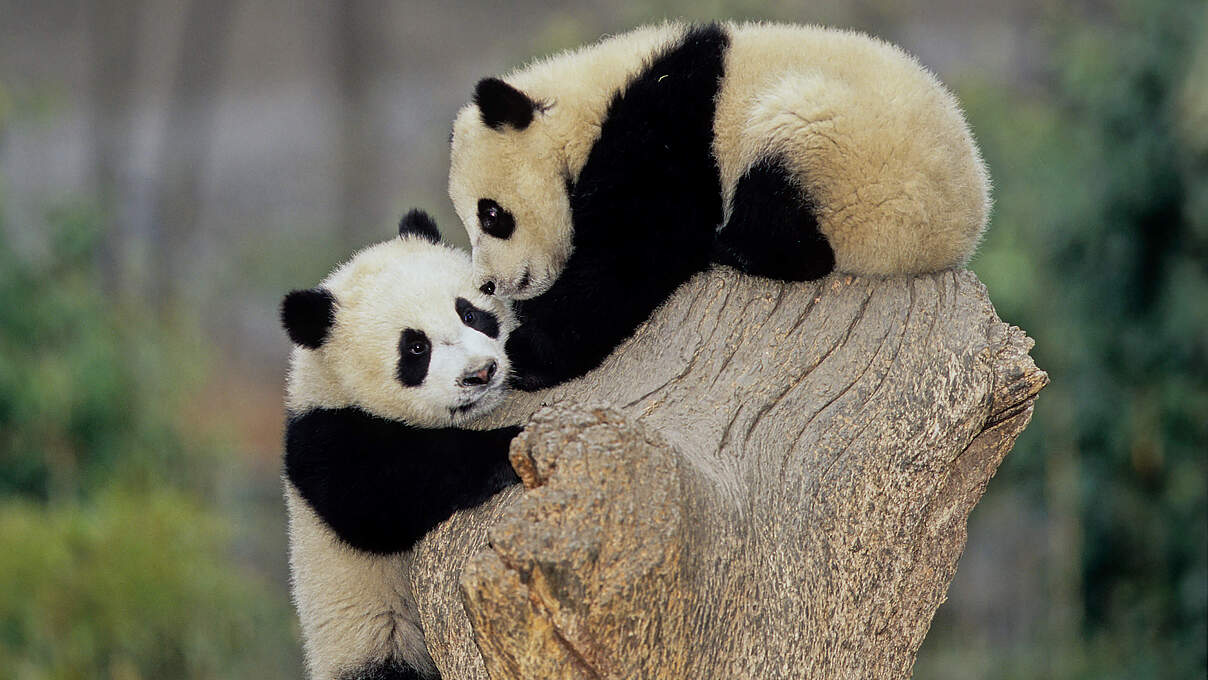 Pandas © Roberto Dani