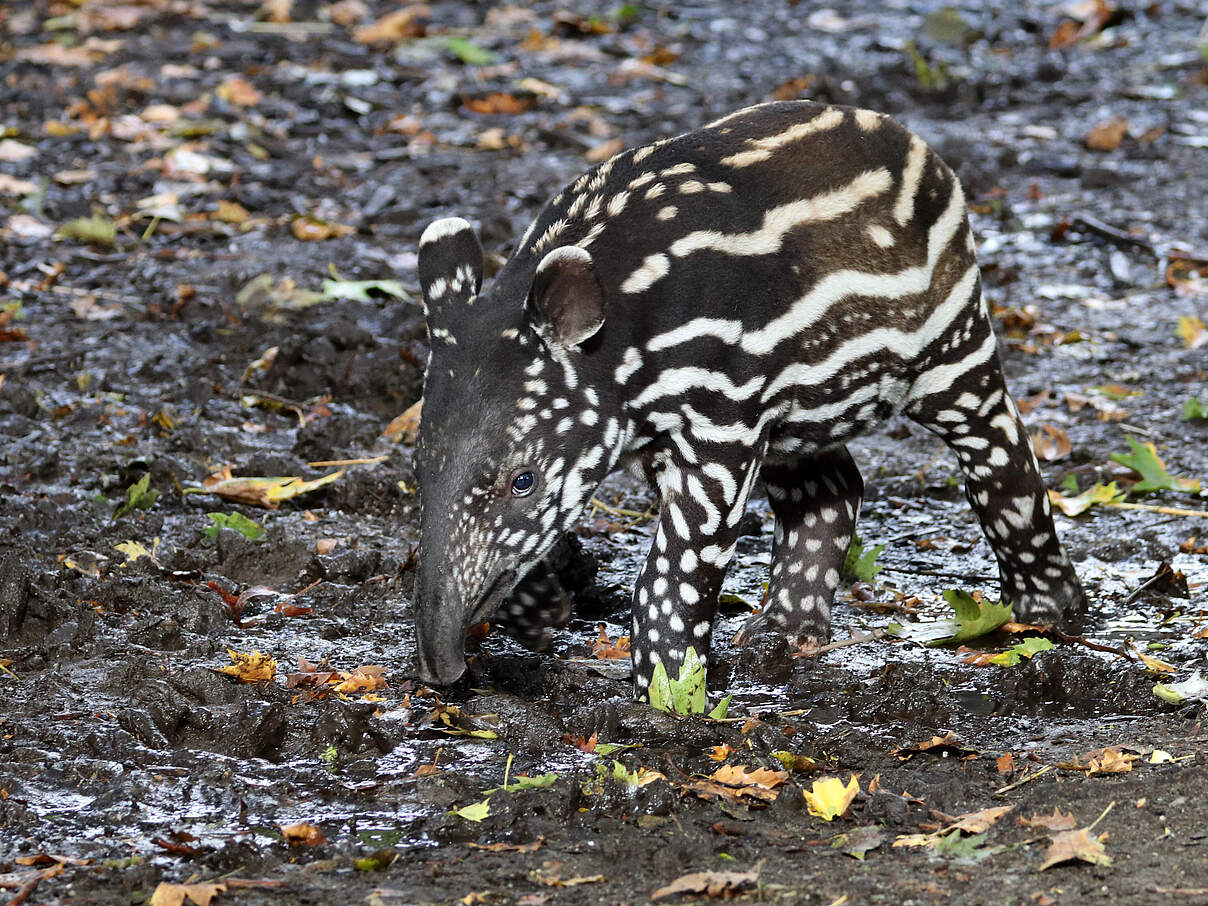 Schabrackentapir-Junges 
