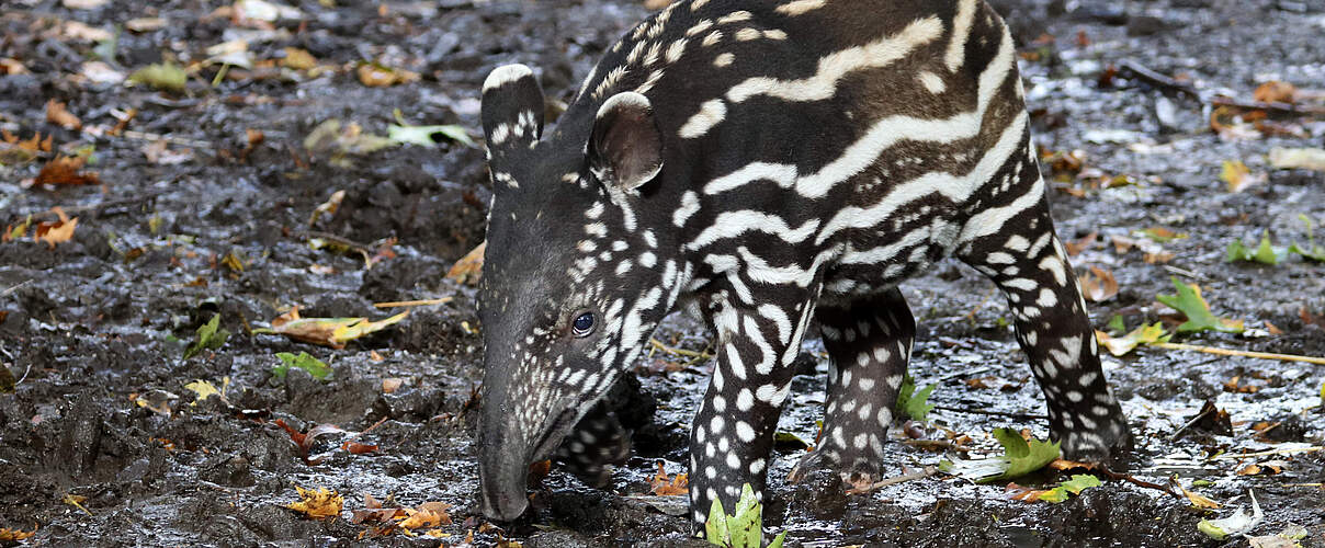 Schabrackentapir-Junges 