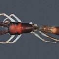 Spinne "Myrmarachne salongensis" © Pett et al