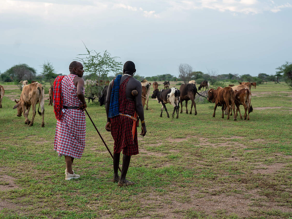 Nutztiere in Kenia