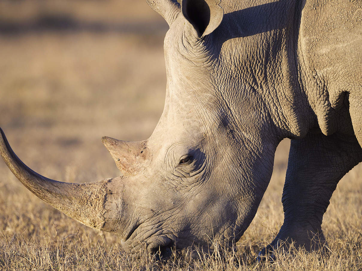 Grasendes Breitmaulnashorn © Martin Harvey / WWF