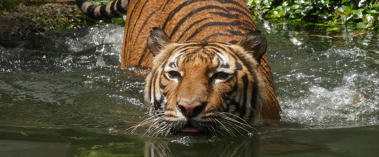 Indochinesischer Tiger © Howard Cheek / WWF-Greater Mekong