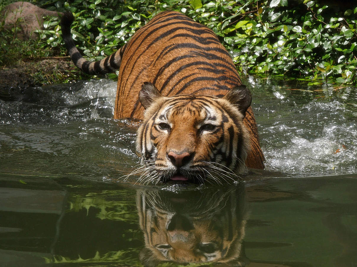 Indochinesischer Tiger © Howard Cheek / WWF-Greater Mekong Indochinesischer Tiger © Howard Cheek / WWF-Greater Mekong