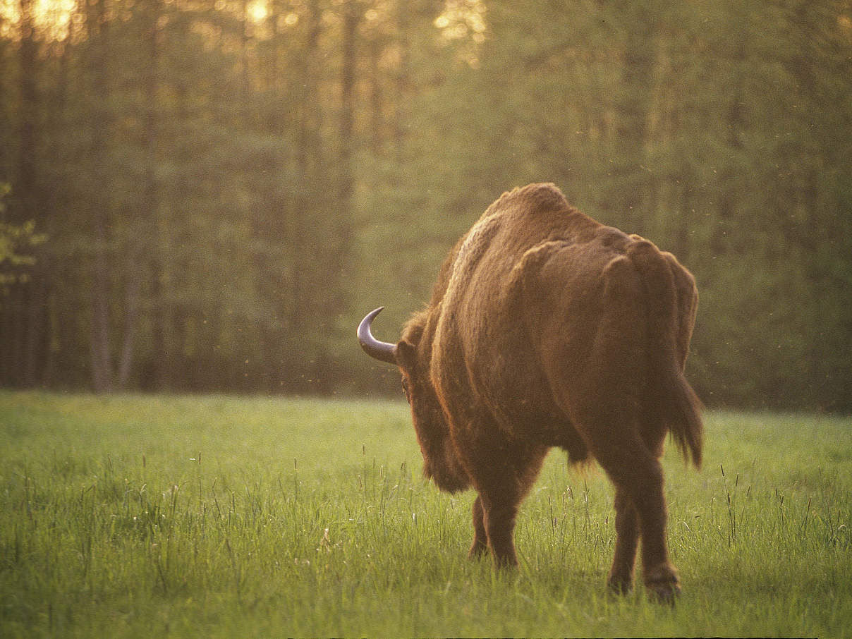 Wisent © Sanchez & Lope / WWF