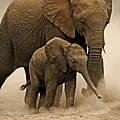 Afrikanischer Elefant mit Jungem © Martin Harvey / WWF