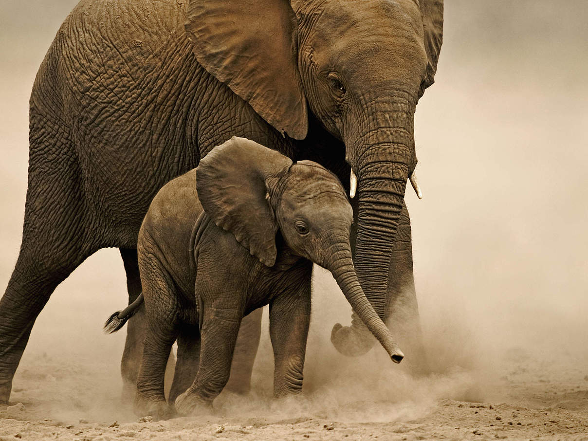 Afrikanischer Elefant mit Jungem © Martin Harvey / WWF