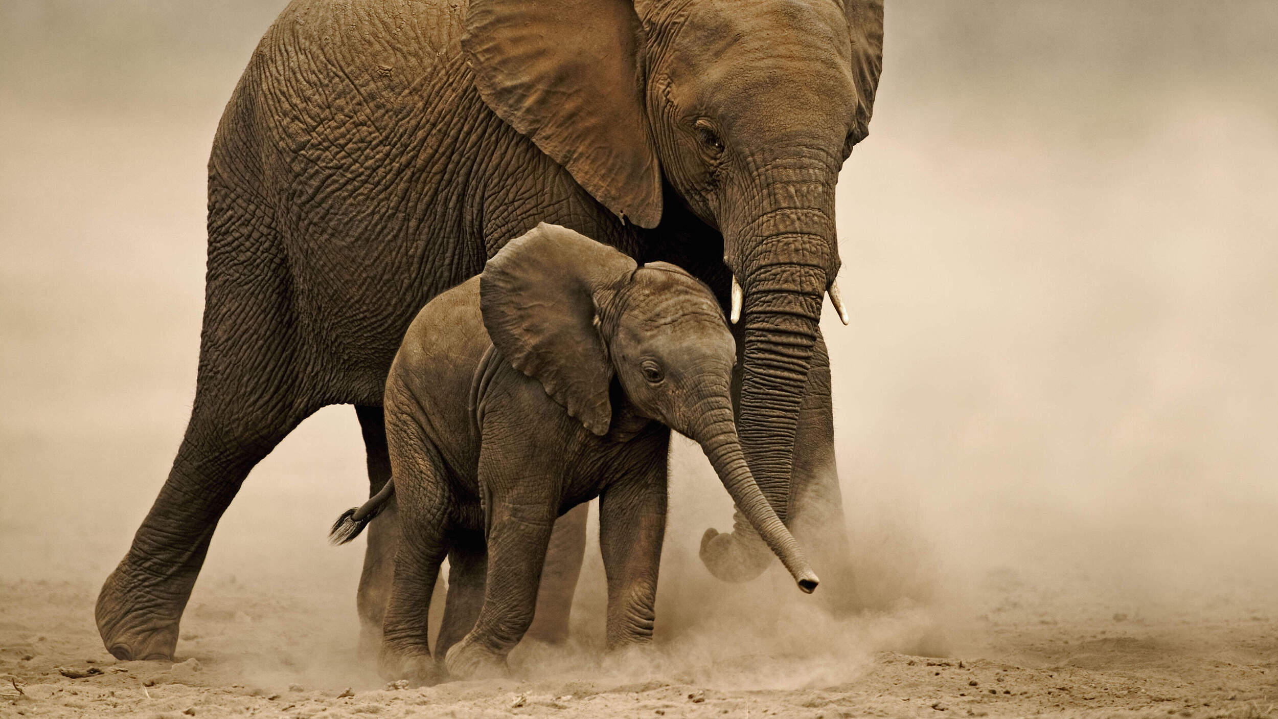 Afrikanischer Elefant mit Jungem © Martin Harvey / WWF
