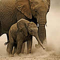 Afrikanischer Elefant mit Jungem © Martin Harvey / WWF