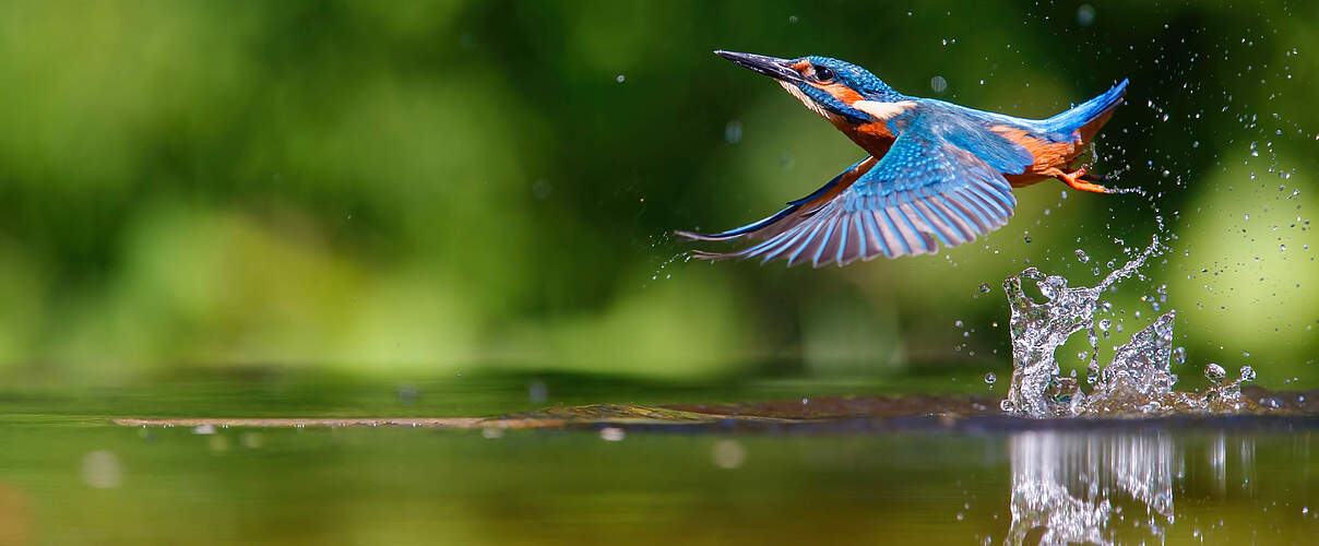 Ein Eisvogel hebt aus dem Wasser ab.
