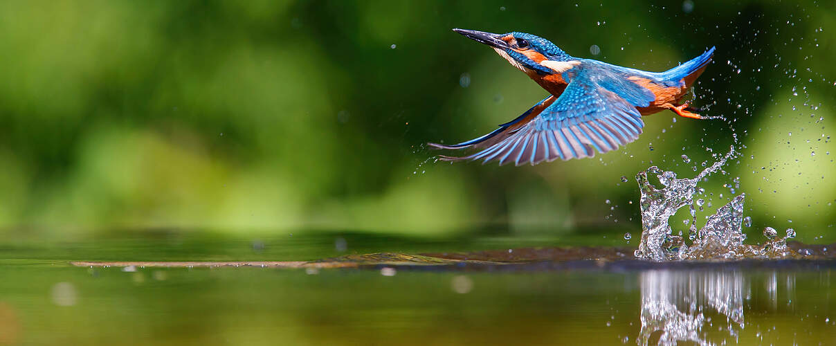 Ein Eisvogel hebt aus dem Wasser ab.