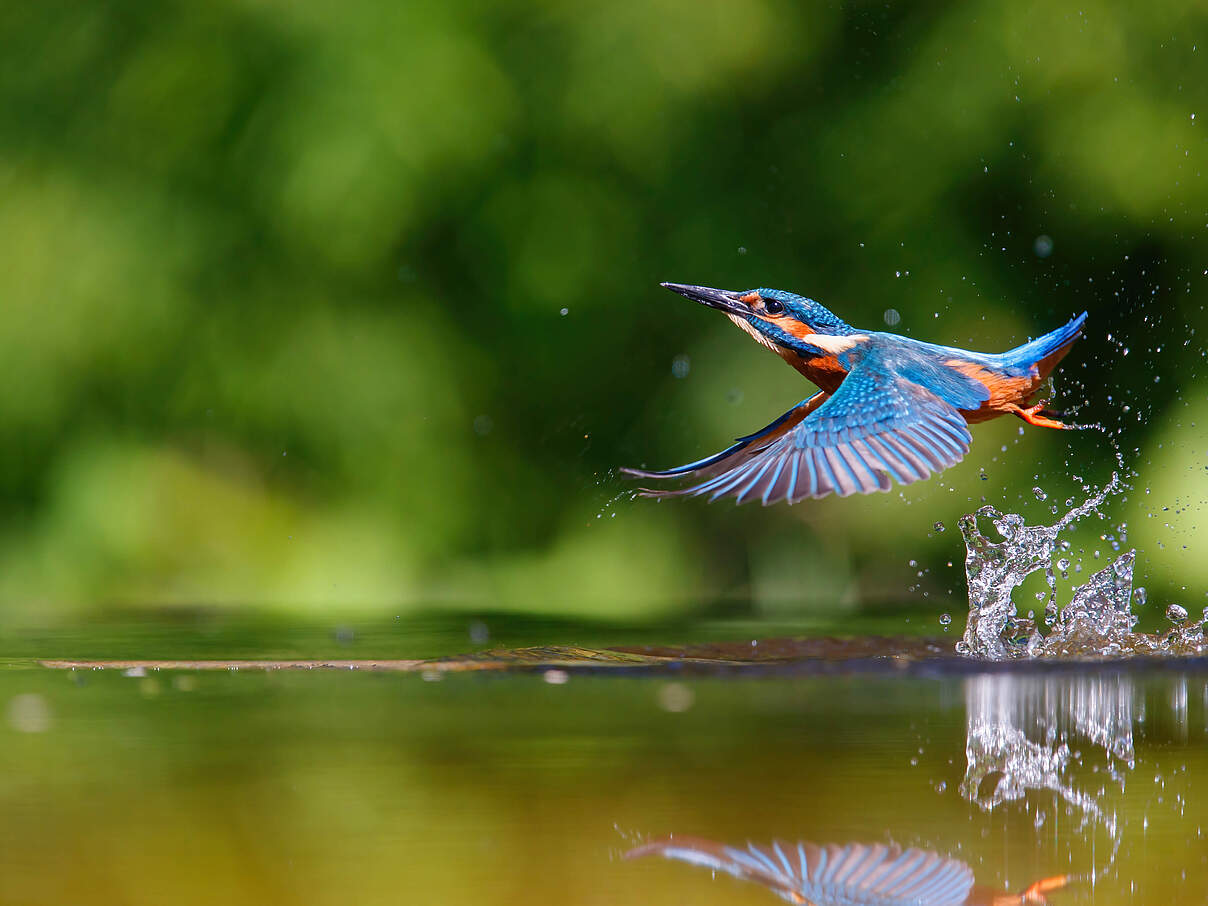 Ein Eisvogel hebt aus dem Wasser ab.