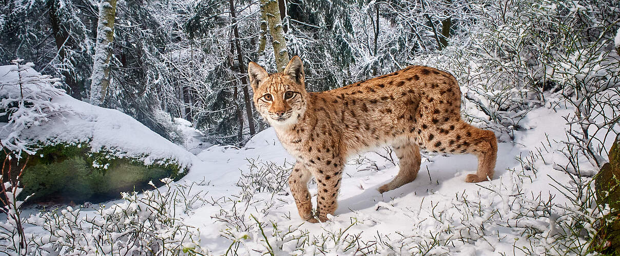 Eurasischer Luchs (Lynx lynx) im Schnee, Kamerafallenfoto, Bayerischer Wald.
