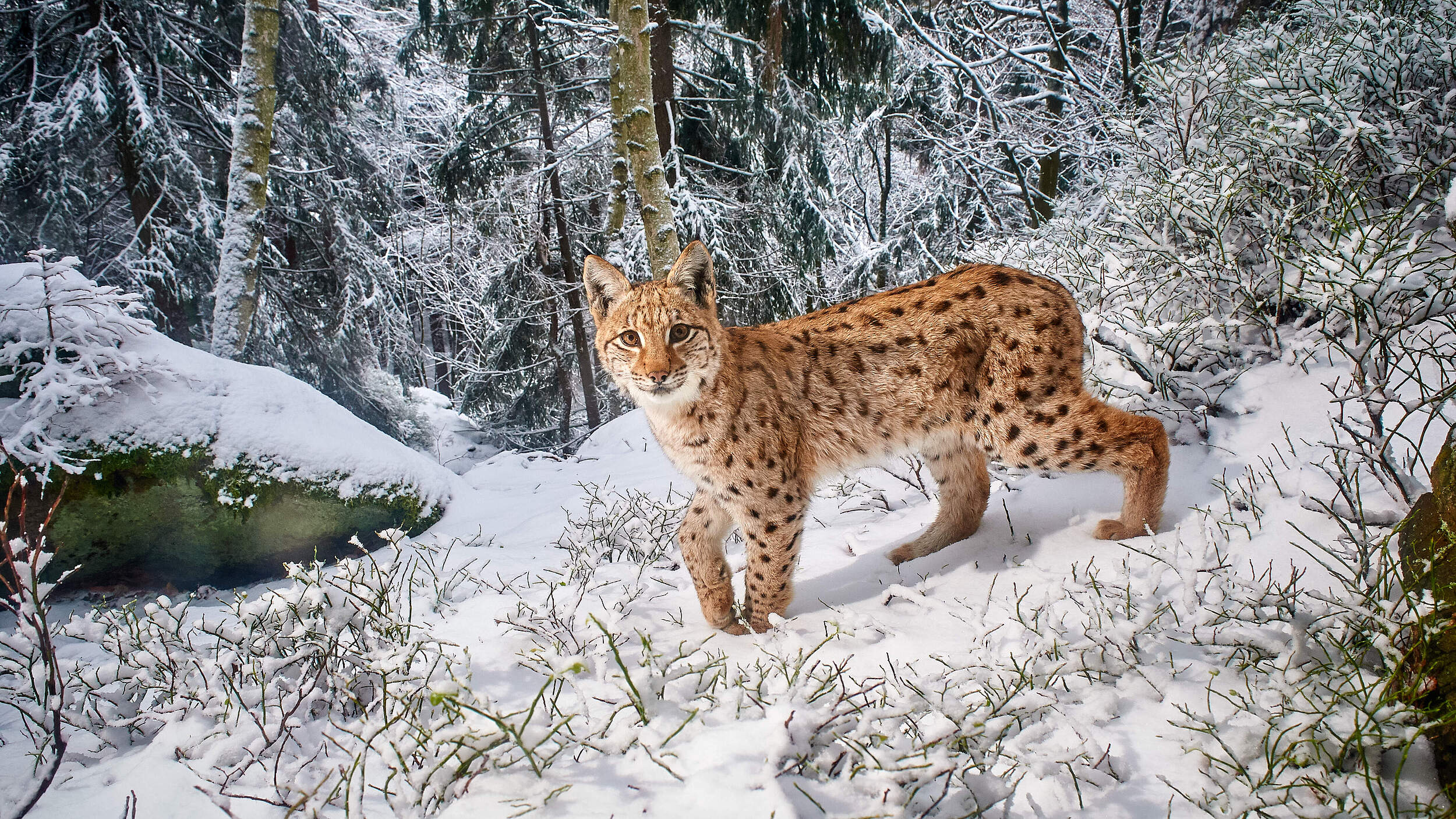 Eurasischer Luchs (Lynx lynx) im Schnee, Kamerafallenfoto, Bayerischer Wald.