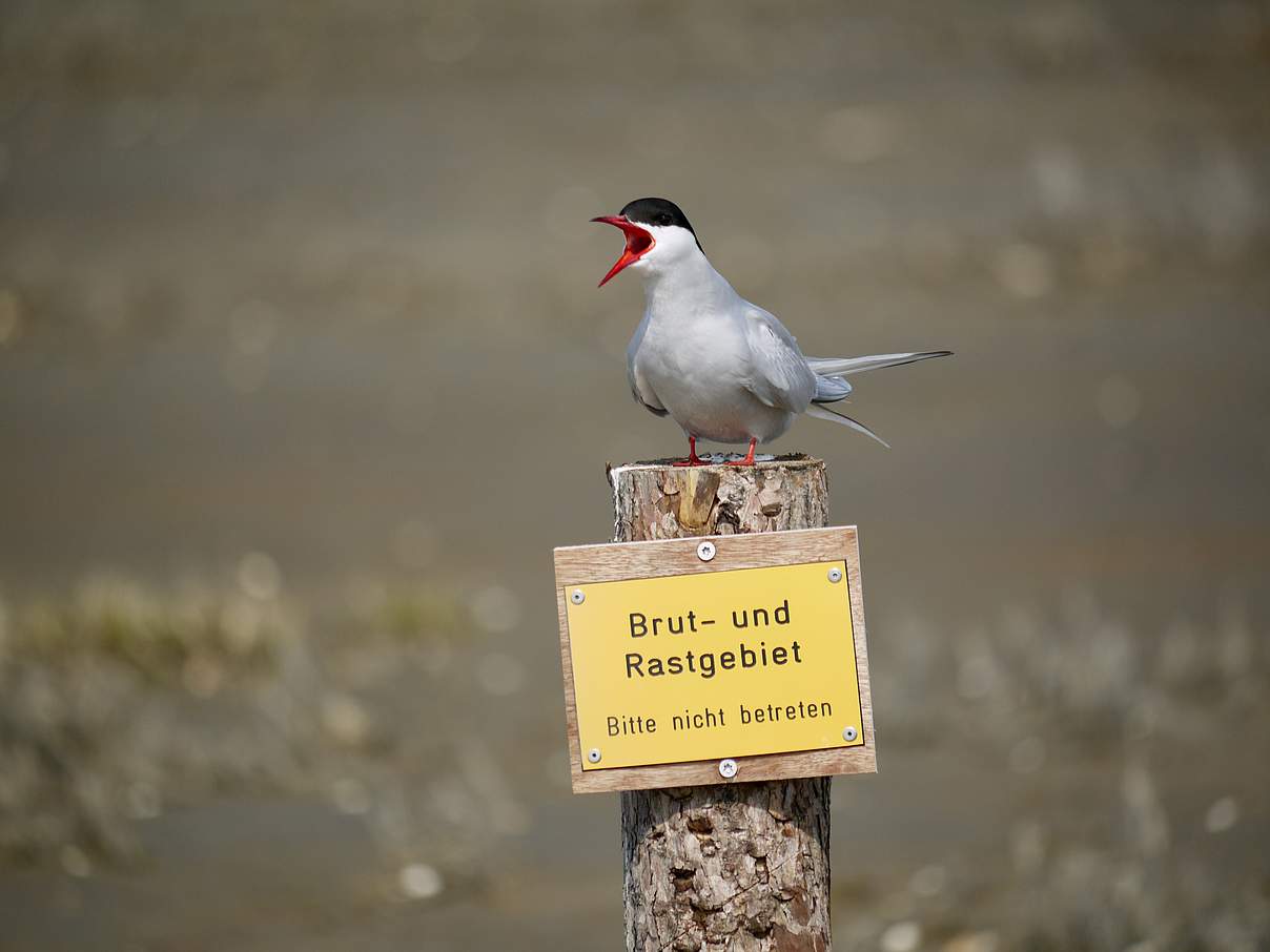 Viele Küstenseeschwalben brüten im Wattenmeer, und ziehen danach bis in die Antarktis © Hans-Ulrich Rösner / WWF 