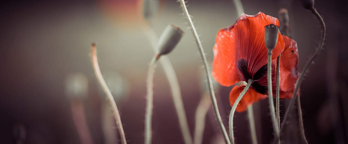 Mohnblume auf der Wiese