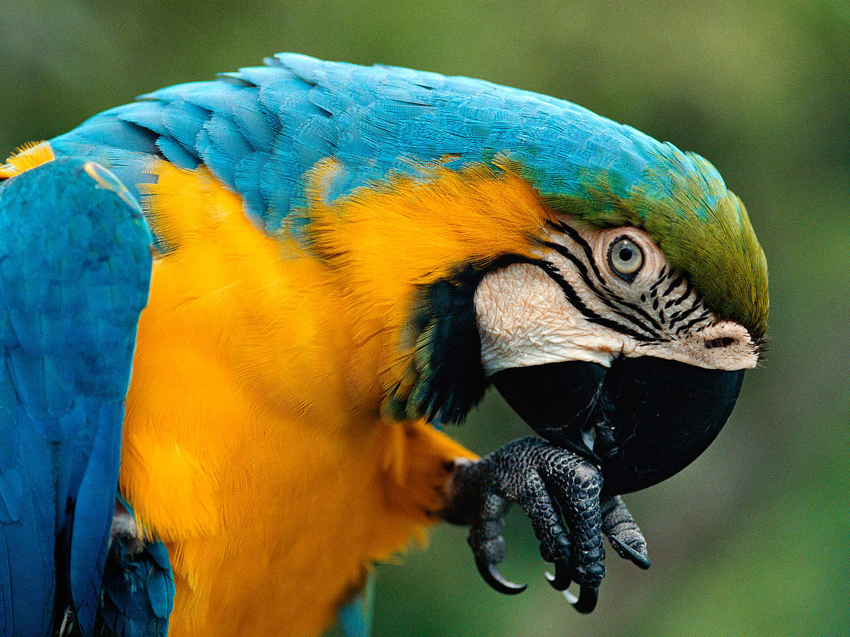 Papagei © Staffan Widstrand / WWF