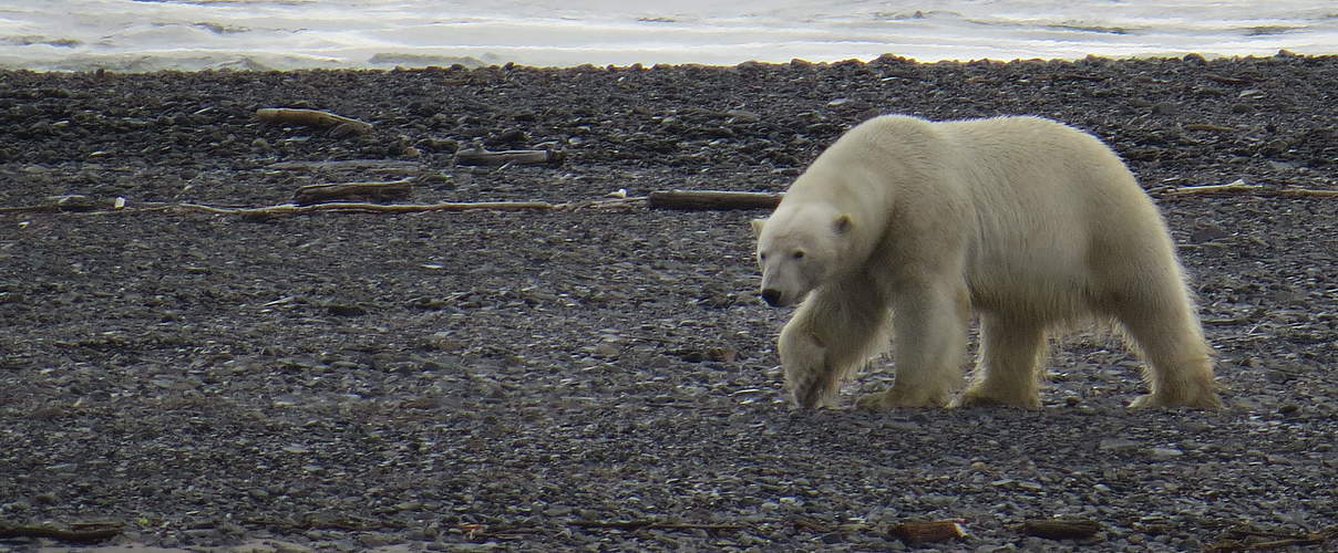 Eisbär in der russischen Arktis © Tom Arnbom / WWF-Canon