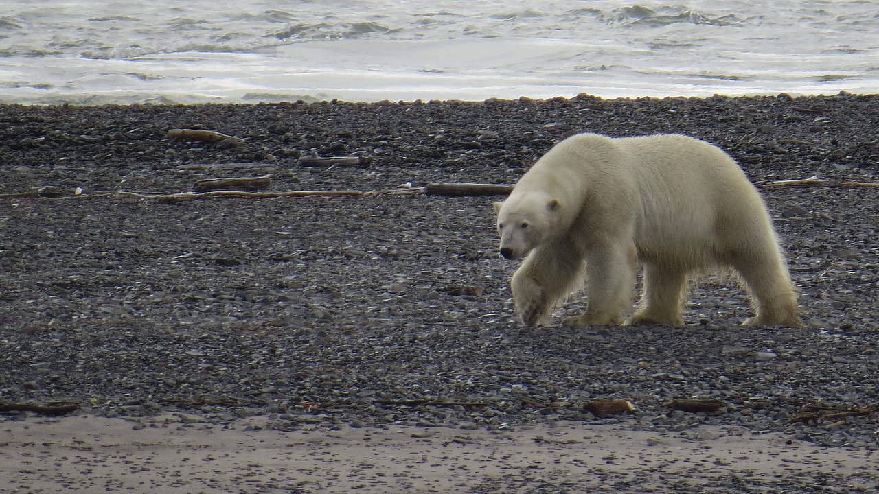 Eisbär in der russischen Arktis © Tom Arnbom / WWF-Canon