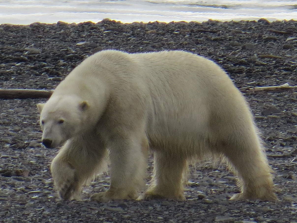 Eisbär in der russischen Arktis © Tom Arnbom / WWF-Canon