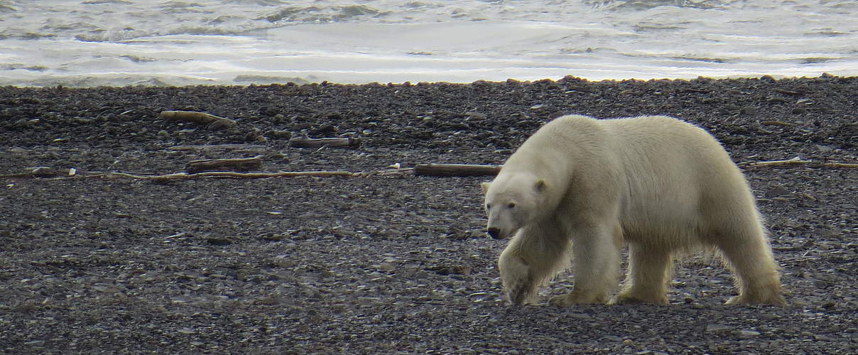 Eisbär in der russischen Arktis © Tom Arnbom / WWF-Canon