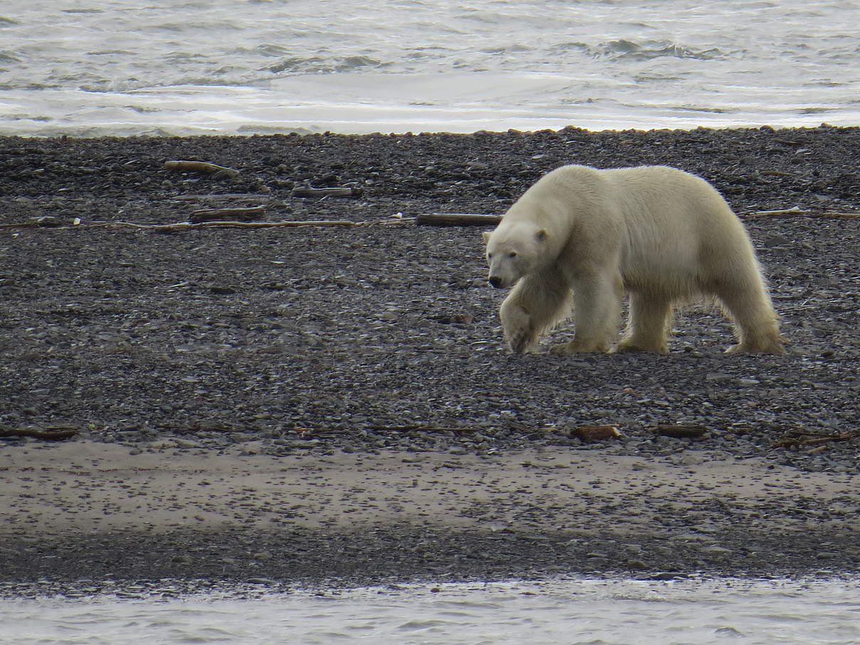 Eisbär in der russischen Arktis © Tom Arnbom / WWF-Canon