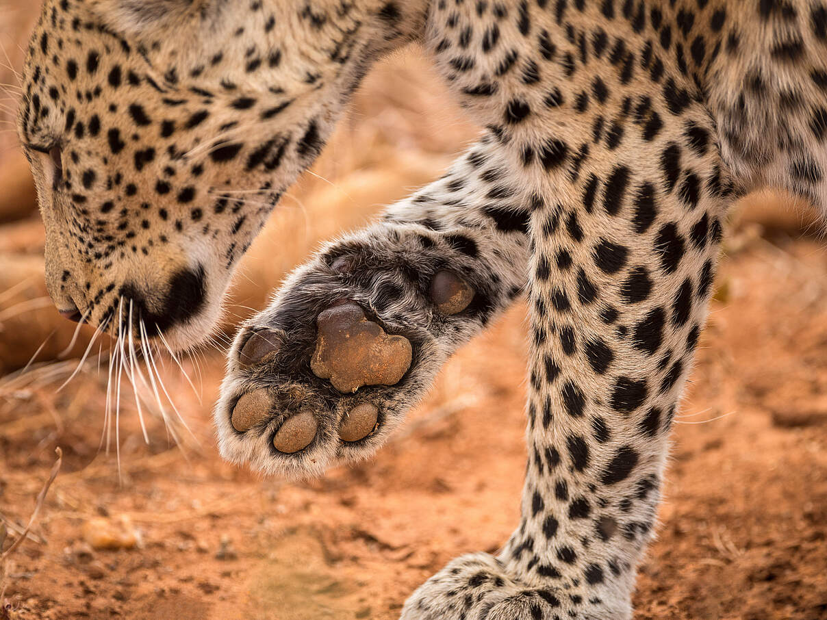 Der Leopard ist auf leisen Pfoten unterwegs