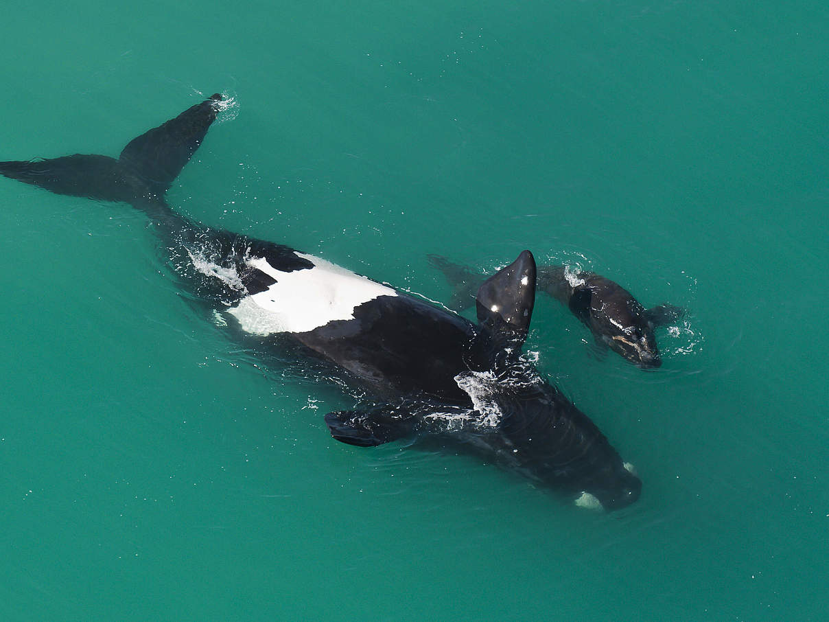 Eubaleana (Eubalaena australis) Mutter mit Kalb in Südafrika © Peter Chadwick / WWF