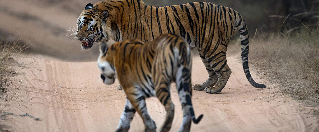 Tigermutter beschützt Jungtiere vor Fremden © Suyash Keshari / WWF
