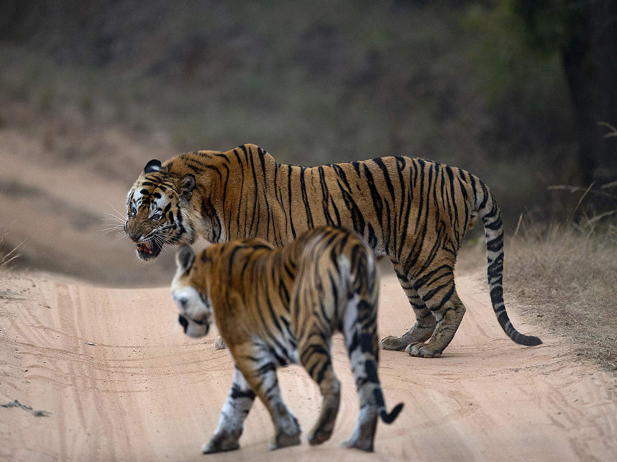 Tigermutter beschützt Jungtiere vor Fremden © Suyash Keshari / WWF