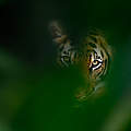 Bengal-Tiger © naturepl.com / Ernie-Janes / WWF