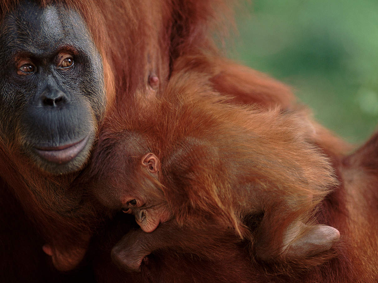 Sumatra-Orang-Utan-Weibchen mit Nachwuchs © naturepl.com / Anup Shah / WWF Sumatra-Orang-Utan-Weibchen mit Nachwuchs © naturepl.com / Anup Shah / WWF