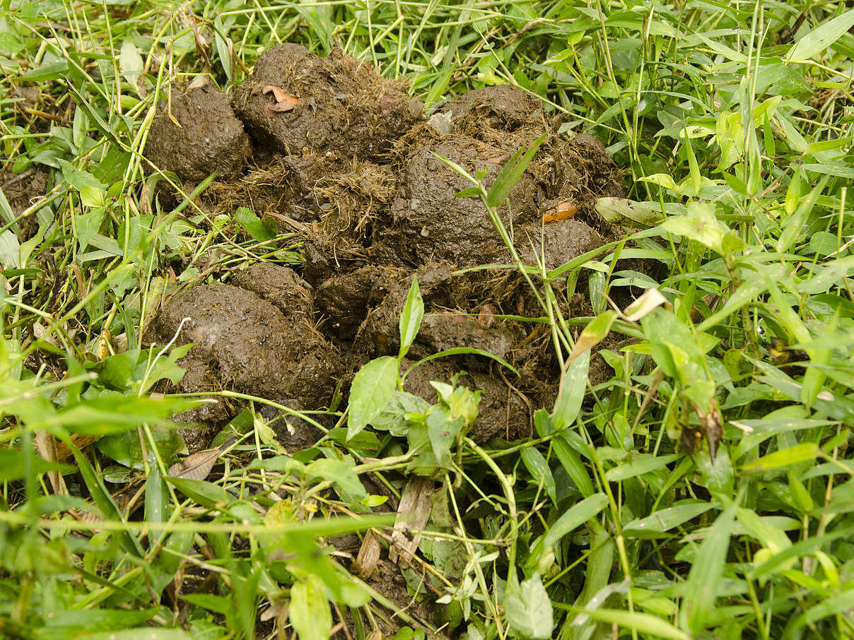 Waldelefanten-Dung in Messok Dja © Jaap van der Waarde / WWF Netherlands