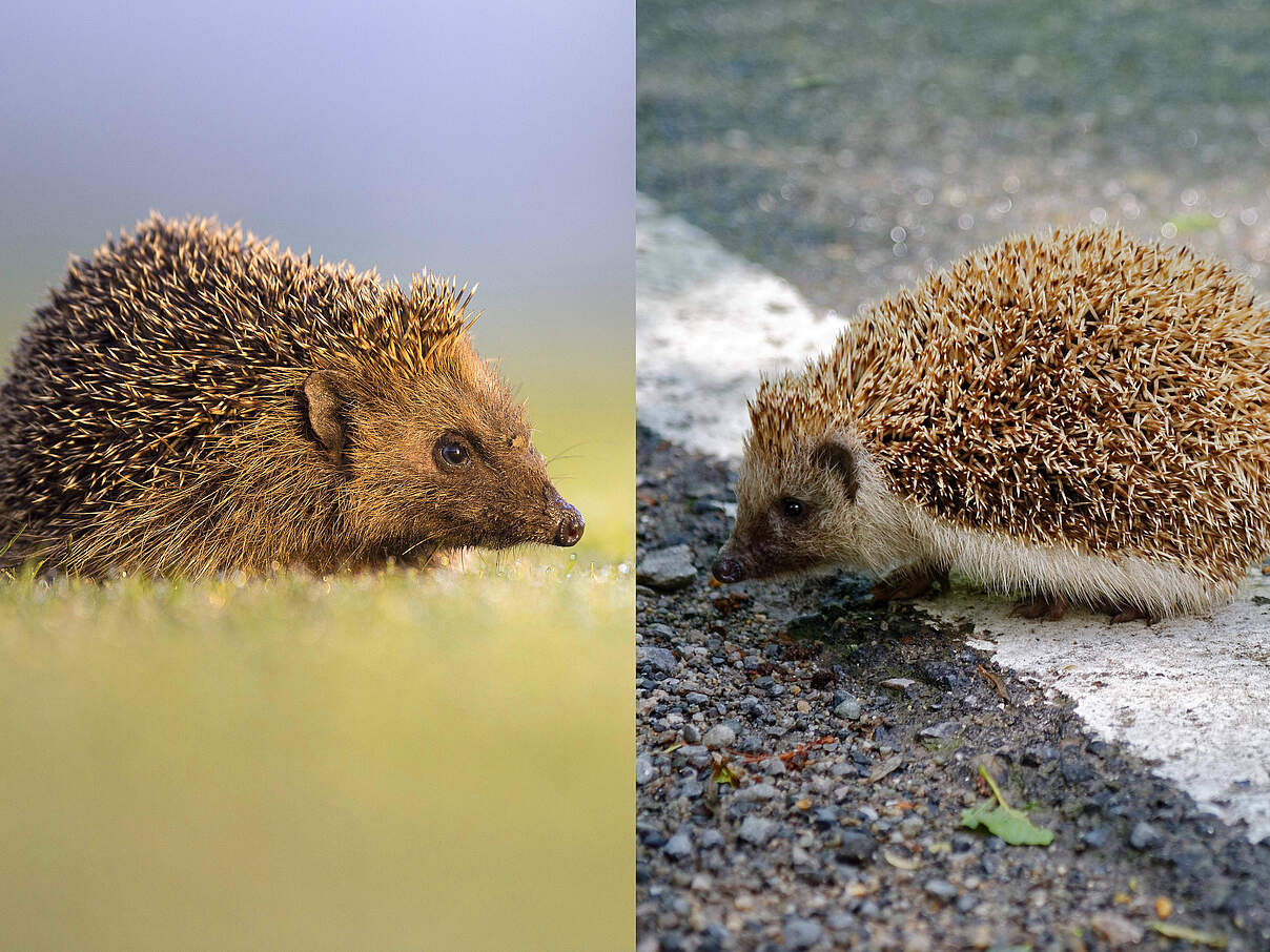 Westigel (links) und Ostigel (rechts)