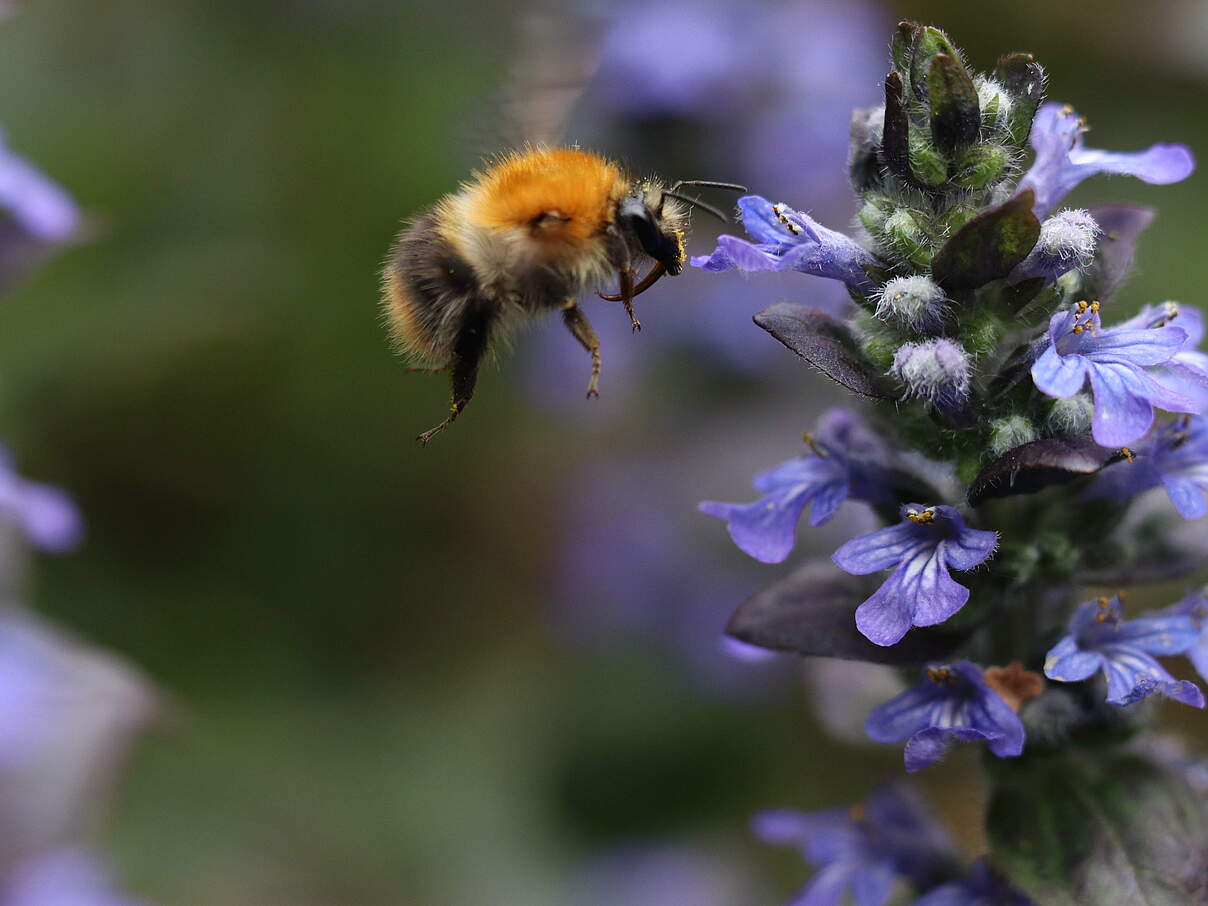 Eine Ackerhummel (Bombus-pascuorum) bestäubt den kriechendem Günsel (Ajuga reptans).
