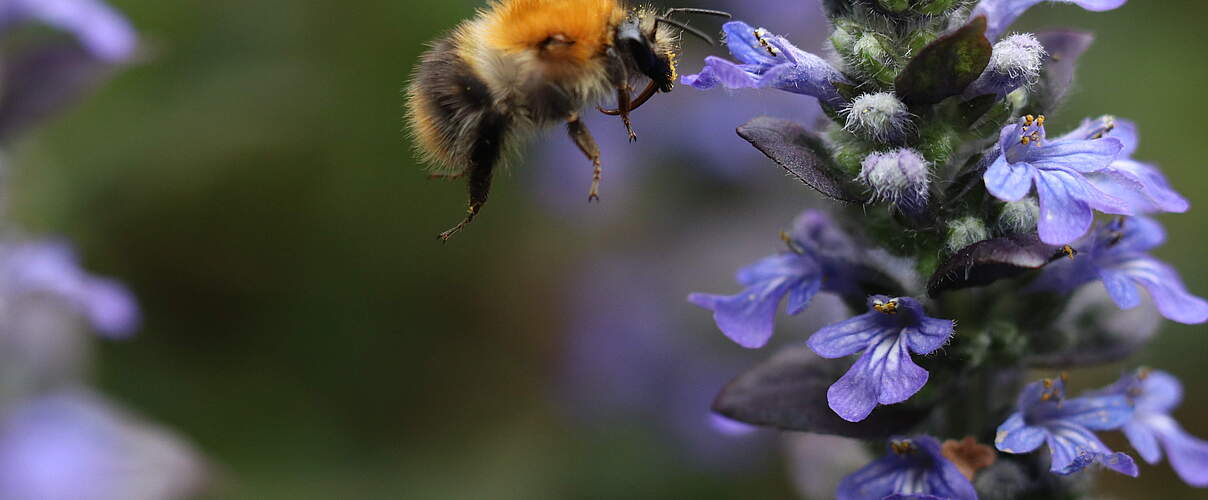 Eine Ackerhummel (Bombus-pascuorum) bestäubt den kriechendem Günsel (Ajuga reptans).