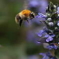 Eine Ackerhummel (Bombus-pascuorum) bestäubt den kriechendem Günsel (Ajuga reptans).